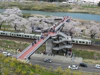 しばた千桜橋