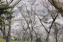 船岡城址公園