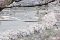 白石川堤一目千本桜