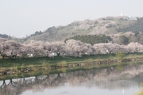 白石川堤一目千本桜