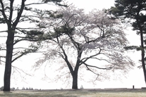 太陽の村