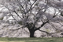 太陽の村