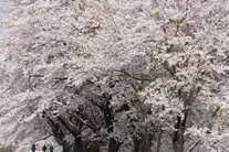 白石川堤一目千本桜