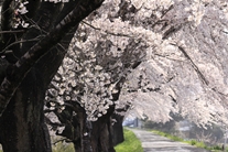 白石川堤一目千本桜