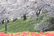 白石川堤一目千本桜