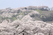 船岡城址公園