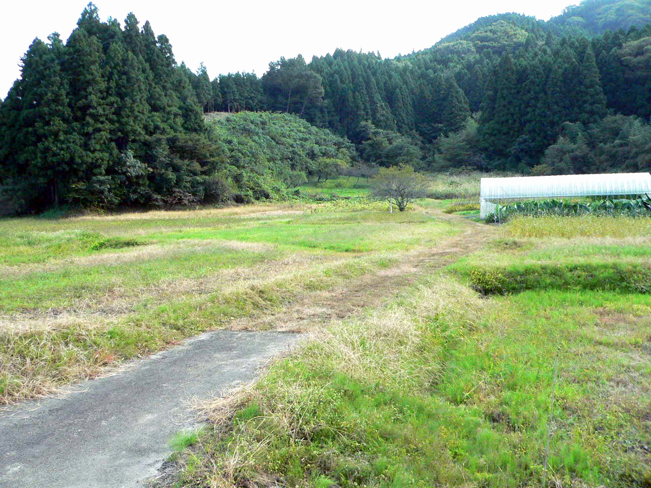 倉元向遺跡