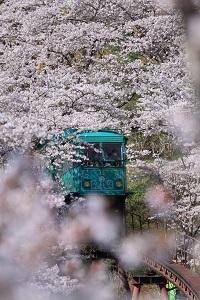 入選「さくらのカーテン」