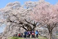 入選「一目千本桜漫歩」