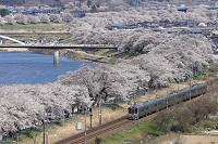 入選「城址から見る千本桜」