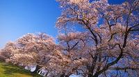 入選「白石川堤　蒼天の大桜」