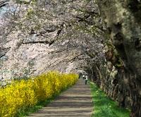 準特選「桜トンネル」