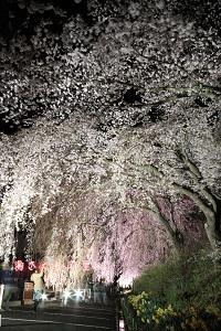 準特選「さくらの里、開園」