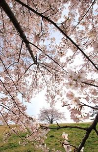 入選「sakura.sakura」