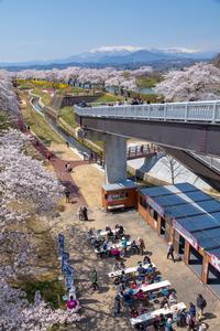 しばた桜まつり実行委員会賞「桜三昧」