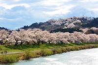 白石川堤一目千本桜