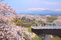 しばた千桜橋からの景色