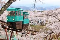 満開の桜を潜り抜けるスロープカー