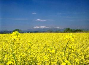 菜の花畑